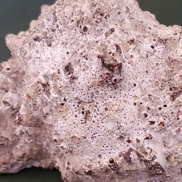 Extra Large Sandy Sea Shell with Wide Mouthed Spikey Conch - Picture 2 of 12